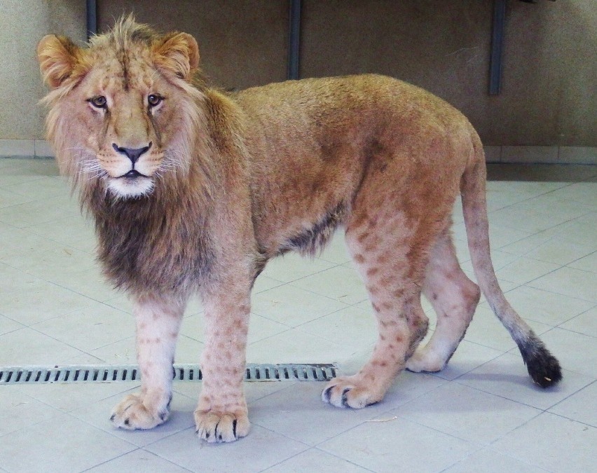 Nie żyje najsłynniejszy zwierzak ze Śląskiego Ogrodu Zoologicznego. Lew Bolek miał zaledwie 6 lat. Co się stało?