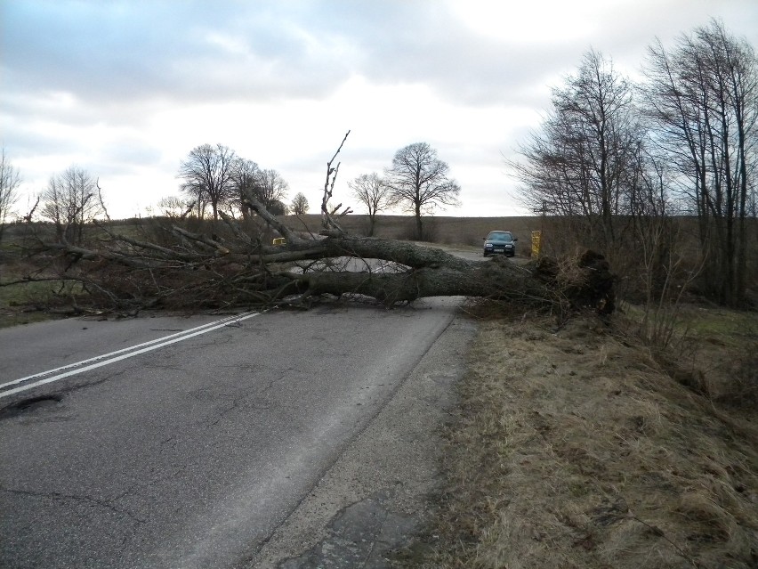 Drzewo w Zdradzie zatarasowało drogę