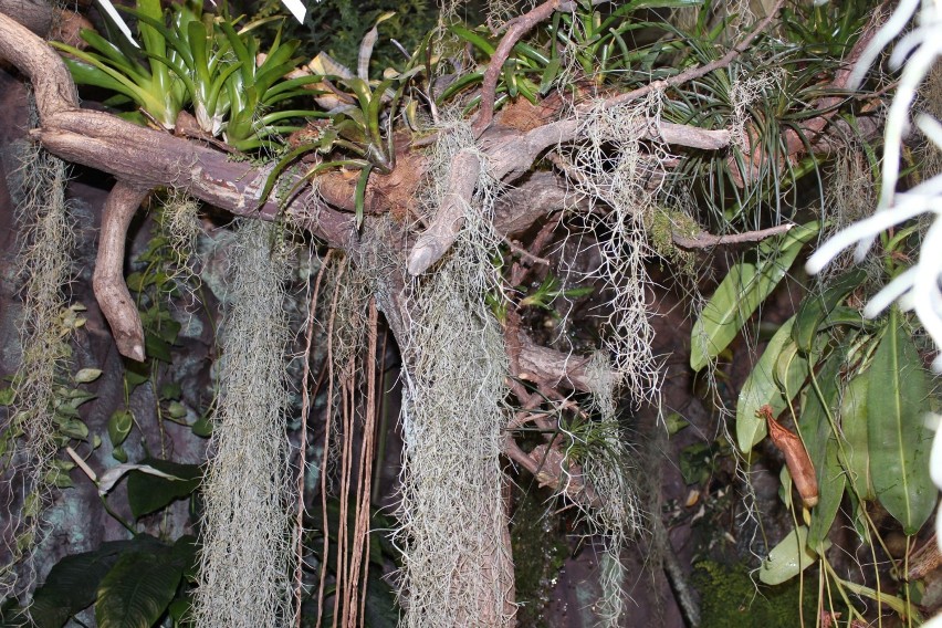 Las tropikalny w Muzeum Przyrodnicznym [zdjęcia]