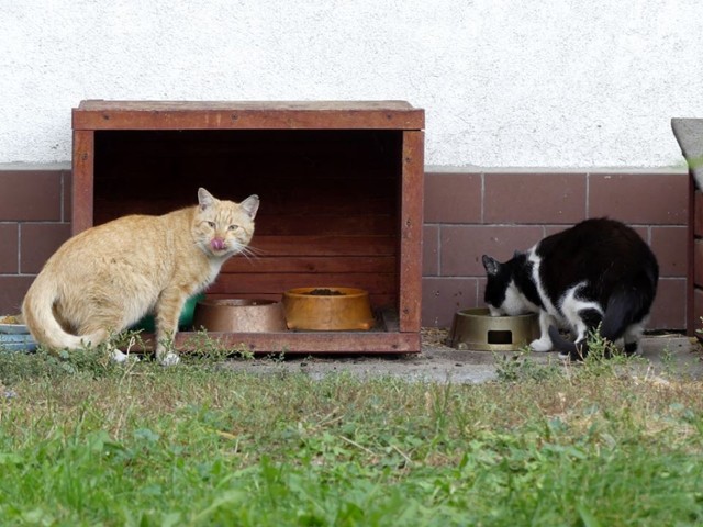 Fundacja Koty SOS dba o bezdomne koty, które mieszkają na Błoniu i Górzyskowie. Mruczków jest coraz więcej...
