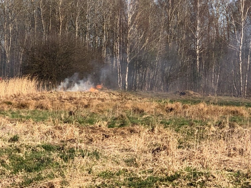 Lębork. Strażacy gasili pożar traw w okolicy lądowiska dla helikoptera medycznego