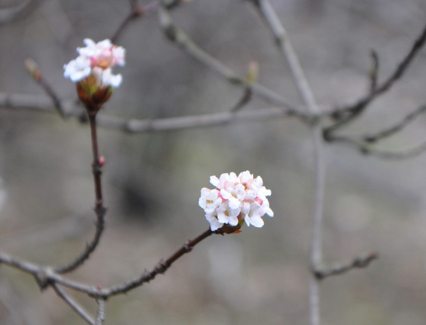 Ogród Botaniczny UW