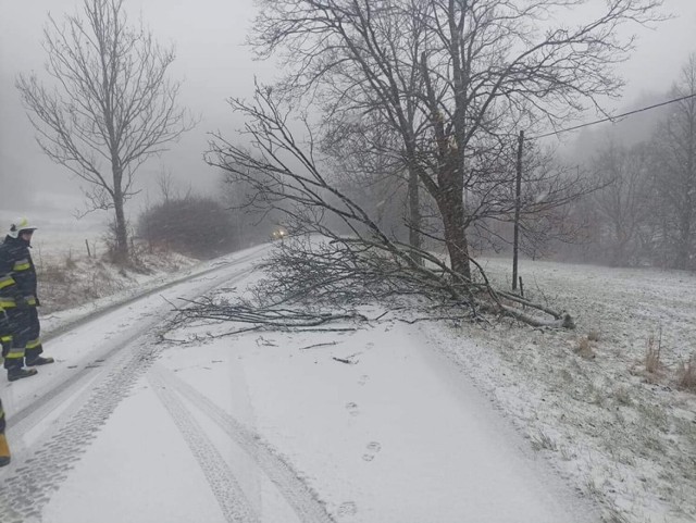 Podmuch wiatru powalił drzewo na drogę w kierunku Uścia Gorlickiego