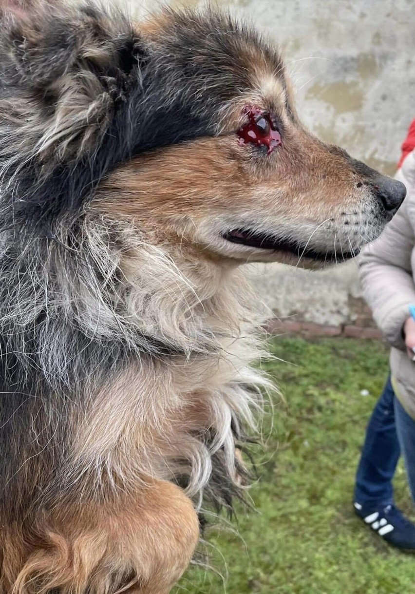 Hieronim W., kierownik schroniska w Posadówku, usłyszał zarzuty i został aresztowany 