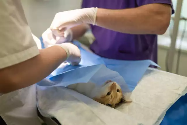 Miasto Kutno dopłaci do sterylizacji i kastracji psów i kotów
