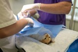 Miasto Kutno dopłaci do sterylizacji i kastracji psów i kotów