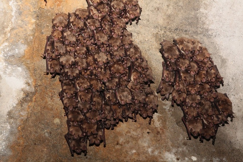 Wielkie liczenie nietoperzy zimujących w międzyrzeckich bunkrach [ZDJĘCIA, WIDEO]