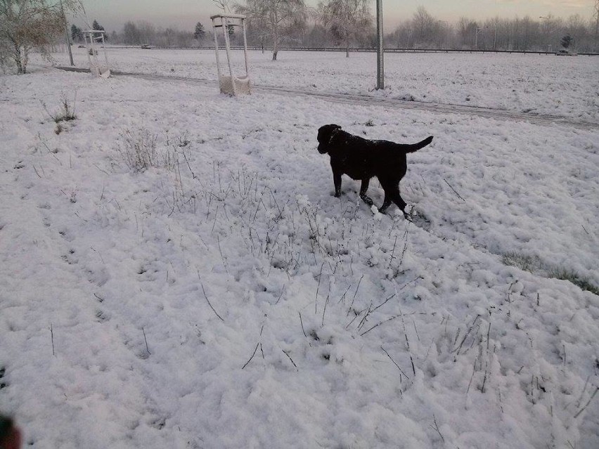 Pierwszy śnieg na Mazowszu! ❄️ ❄️ ❄️ [ZDJĘCIA]