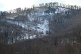 Lasy wokół Bielska-Białej będą chronione? Powstaje petycja
