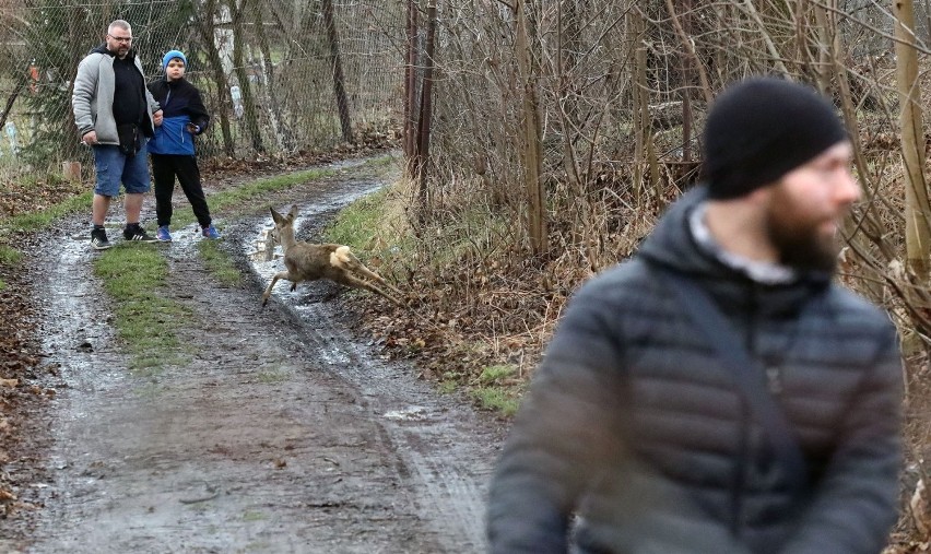 Dzikie zwierzęta w Legnicy, spotkaliśmy sarny na ogródkach działkowych