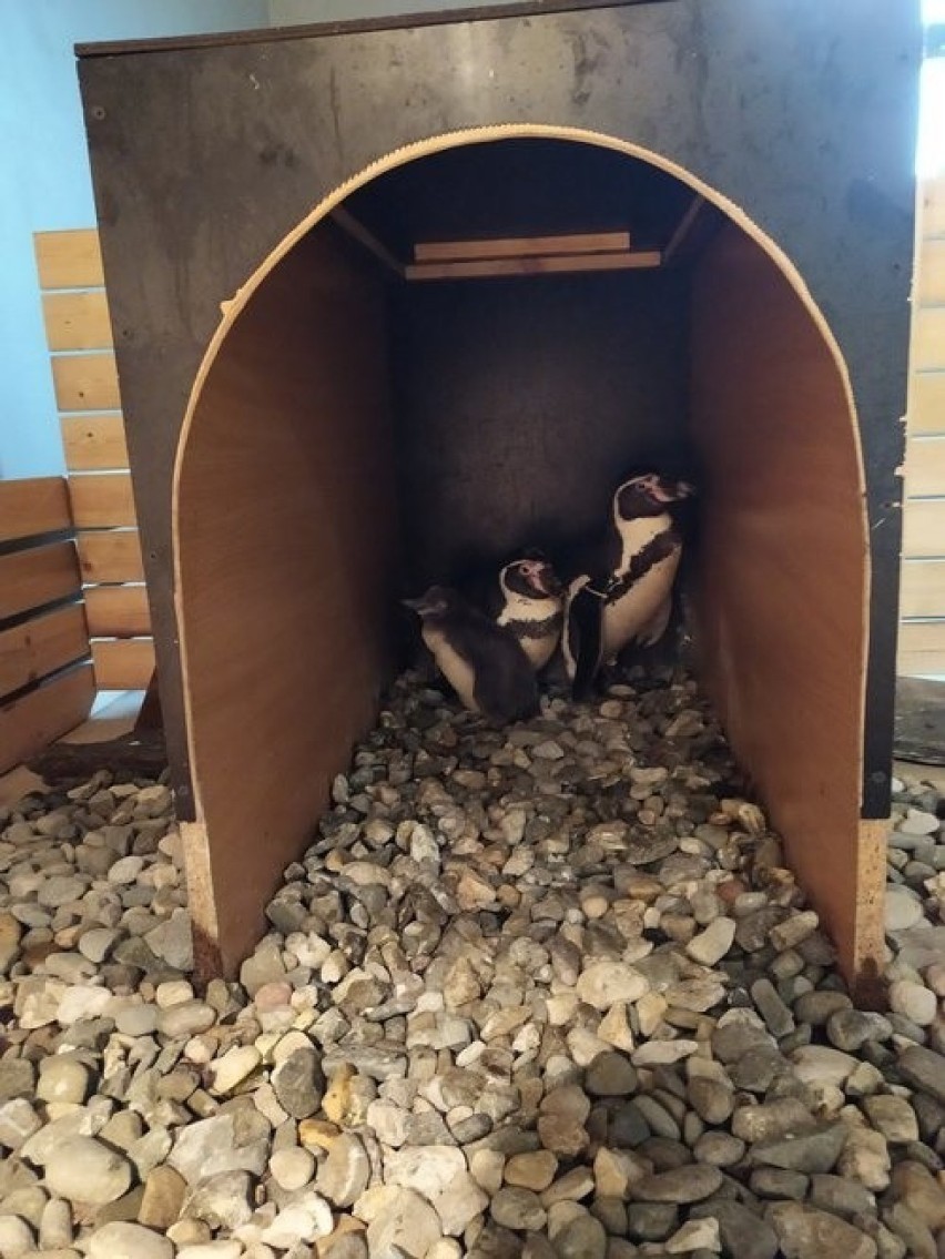 W zoo w Chorzowie wykluł się pierwszy pingwin peruwiański....