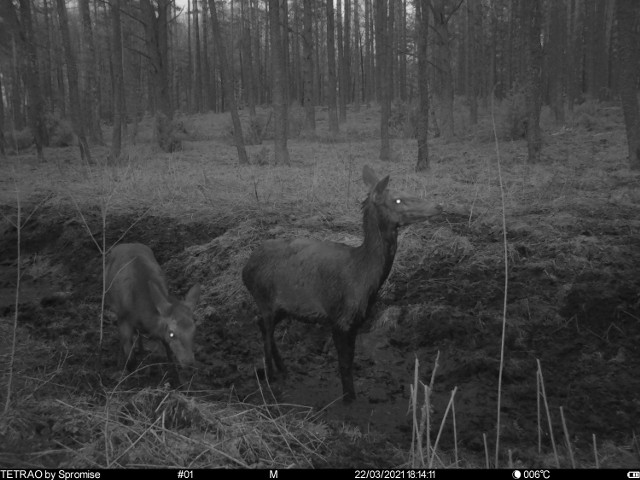 Nocą w lesie sporo się dzieje. Zwierzęta mają swoje ulubione miejsca. Zarejestrowała je fotopułapka.