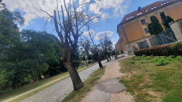 Wzdłuż ulicy Dąbrowskiego drzewa uschły i usychają „jedynie” z powodu suszy, a nie w wyniku uszkodzenia korzeni np. podczas prowadzonego remontu.