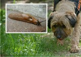 Żarłoczne ślimaki zagrożeniem dla wilków, psów i kotów - alarmuje Karkonoski Park Narodowy. To nie żarty, potrafią zjeść nawet pisklęta!  