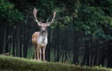 Akcja "Wieniec", czyli stop nieetycznym zbieraczom poroża