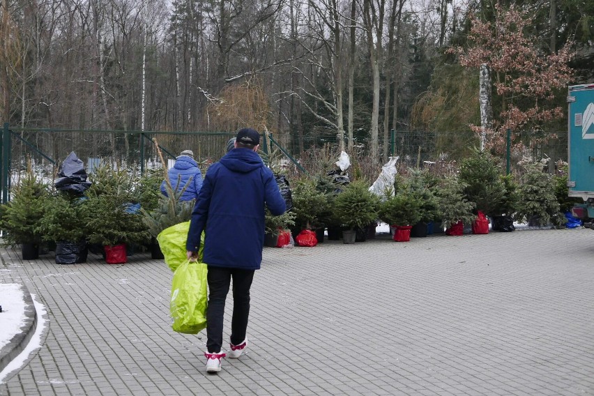 Zbiórka choinek w Warszawie. Mieszkańcy stolicy chętnie...