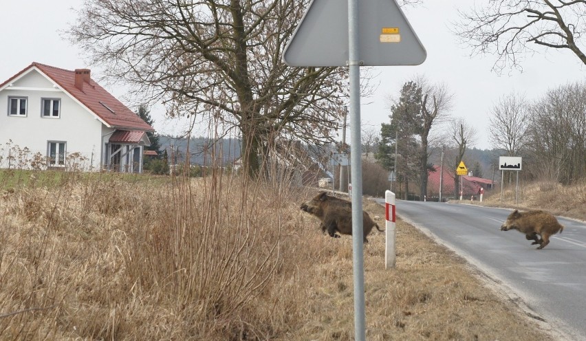 W najbliższych dniach przeszukany zostanie teren w promieniu...