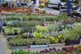 Kiermasz Ogrodniczy odbędzie się 1 maja w Ostrowie 