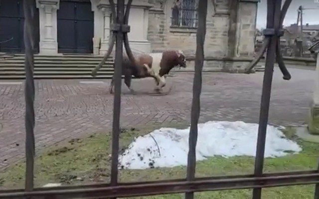 Byk został zamknięty na placu przykościelnym. Dopiero tam udało się go uspokoić i schwytać