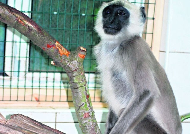 Wrocławskie zoo ma teraz jednego hulmana. Na wybiegu będzie można go zobaczyć we wrześniu