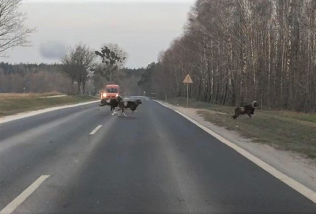 Dziś (27 marca) stado muflonów przebiegło drogę tuż przed autem Sławomira Szeligi z Inowrocławia.