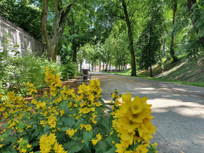 Leszno. Kiedyś zaniedbane miejsce, dziś piękny park. Aleja Słowackiego przyciąga spacerowiczów [ZDJĘCIA]