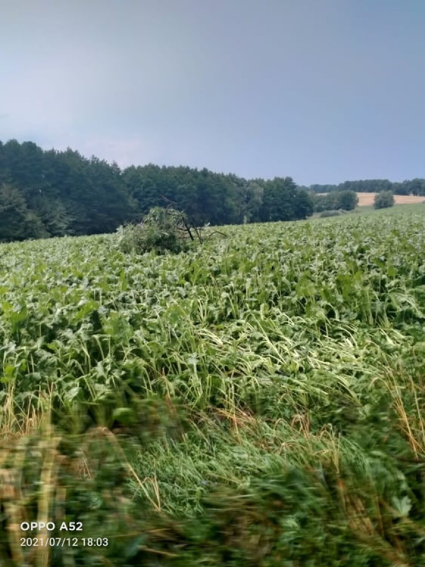 Burza w powiecie grudziądzkim. Strażacy interweniowali 30 razy