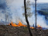 Duży pożar lasu w regionie, ktoś go podpalił, na miescu 14 zastępów strażków