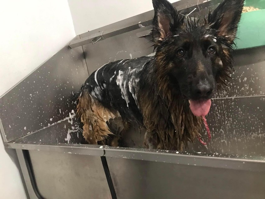 W Kaliszu powstała samoobsługowa myjnia dla psów. ZDJĘCIA