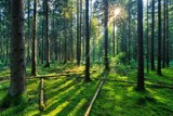 Zapisz się na marsz na orientację przez las Stary Gaj