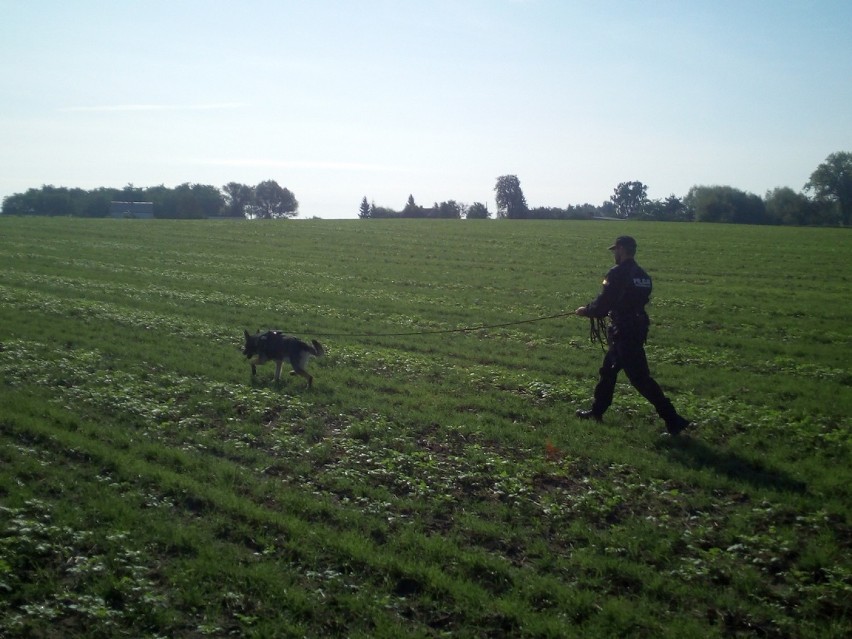 Szkolenie psów z Komendy Powiatowej Policji w Radziejowie [zdjęcia]