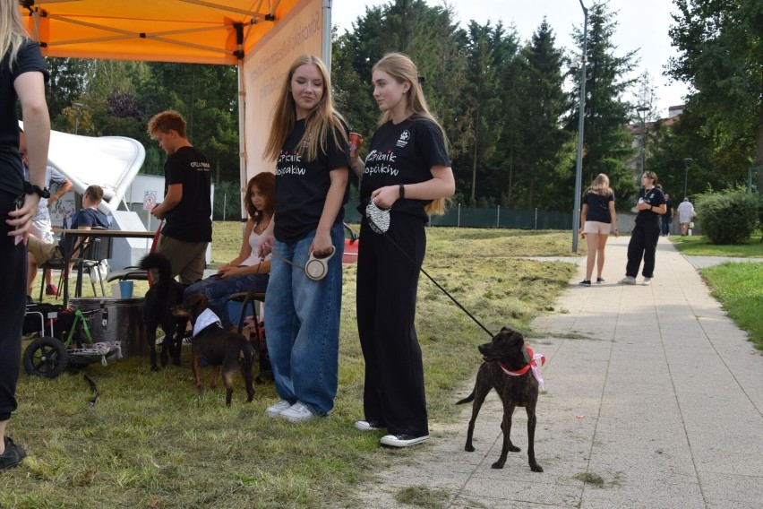 Piknik adopciaków w Parku Nowe Oblicze