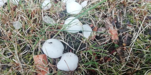 Wielkość gradowych kul, które w poniedziałkowe popołudnie bombardowały region wałbrzyski była zbliżona do rozmiarów przepiórczych jaj
