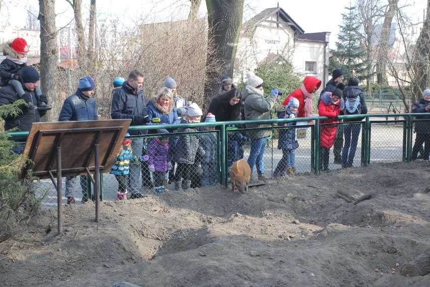 Urodziny Zoo w Poznaniu: Karmienie świń rzecznych i inne...