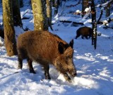 Dzik wpadł do domu na Maślicach. Ranna jest kobieta! 