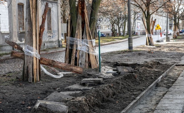 05.12.2018 gdansk dolne miasto. ulica kamienna grobla. podczas prac ziemnych wzdluz ulicy uszkodzono korzenie drzew.
fot. karolina misztal / polska press/dziennik baltycki