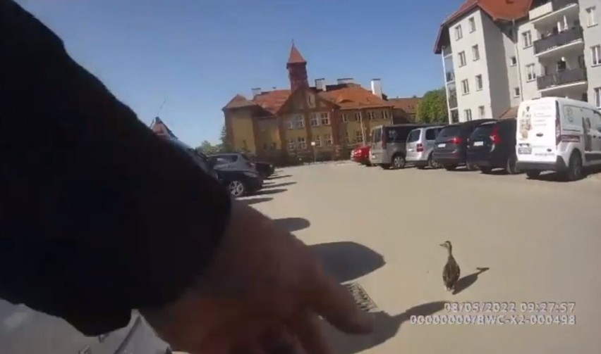 Strażnicy miejscy ze Szczecinka ratują kaczuszki z tarapatów [zdjęcia]