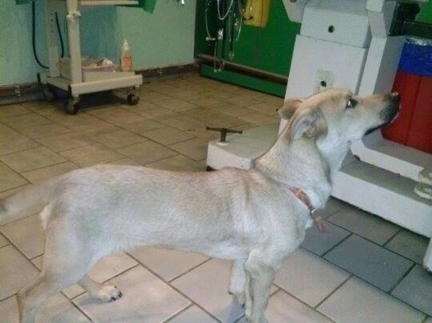 Pies wrzucony do studni w Owińskach nie przeżył