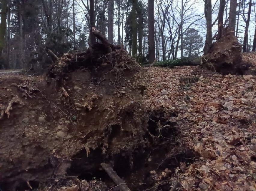 Orkan Nadia połamał drzewa w Parku Szwedzkim w Szczawnie -...