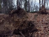 Orkan Nadia połamał drzewa w Parku Szwedzkim w Szczawnie - Zdroju. Uważajcie, jest tam niebezpiecznie