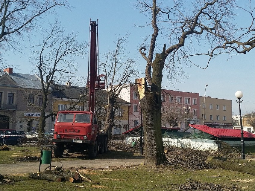 Wielką wycinką rozpoczął się remont Rynku w Końskich. Nie wszyscy są zadowoleni [WIDEO, ZDJĘCIA]