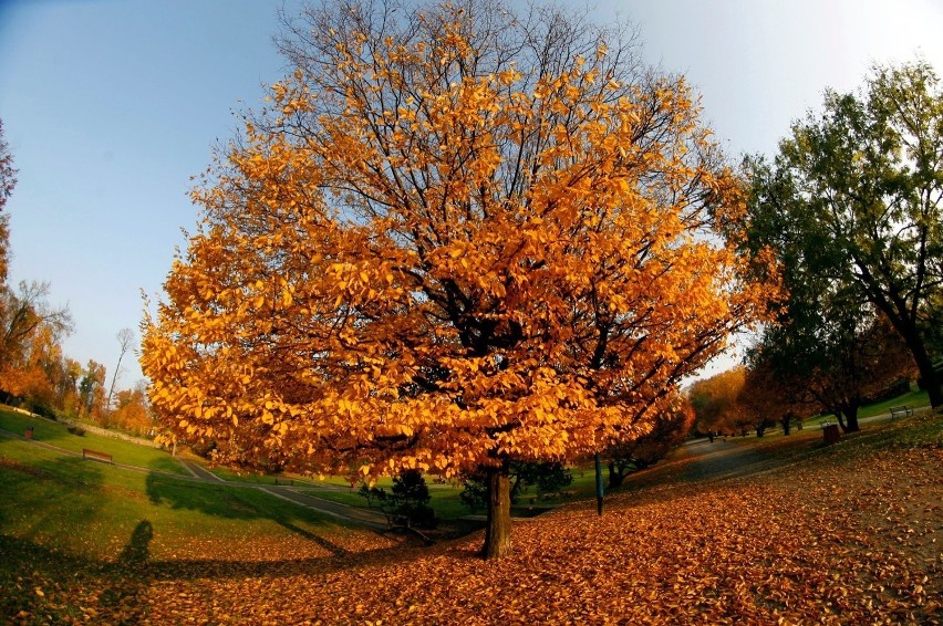 Pogoda długoterminowa: krótka jesień i ciepła zima

„Gdy...
