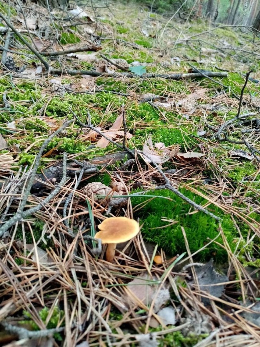 W lasach nieopodal Grodziska można już znaleźć grzyby!