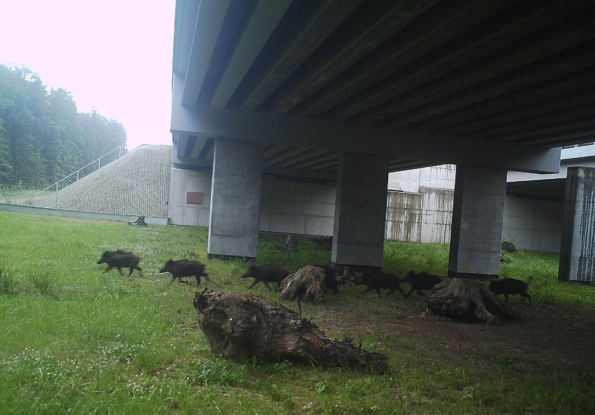 Kierowcy poruszający się autostradami i drogami ekspresowymi...