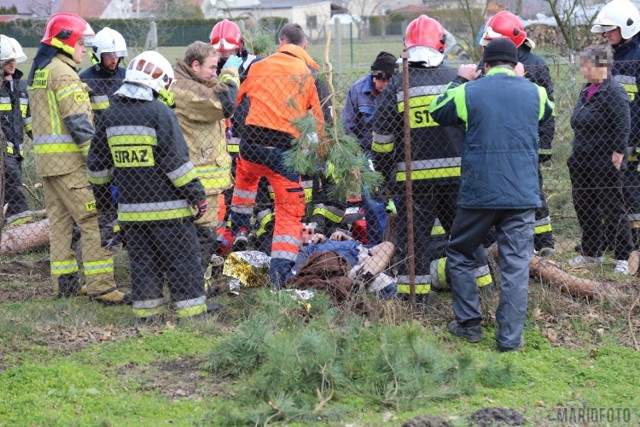 Do zdarzenia doszło dzisiaj  tuż przed południem. Mężczyzna wraz z ojcem wycinał drzewo na prywatnej posesji. Został przez nie przygnieciony. - Z urazem głowy i prawdopodobnie złamaną nogą został przewieziony do szpitala - informuje dyżurny Komendy Wojewódzkiej PSP w Opolu.