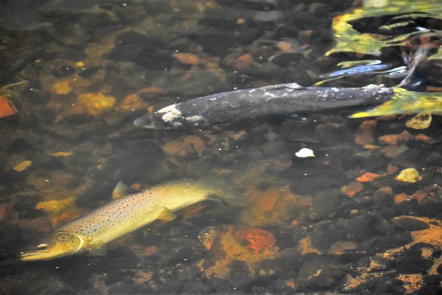 Trocie i łososie tarło odbywają w nadmorskich rzekach górskich i ich dopływach. Na zdjęciach Kanał Miejski w Sławnie