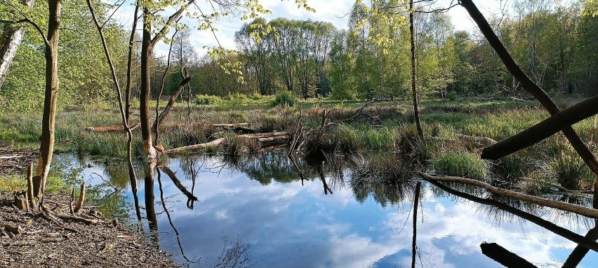 Park Słowiański w Szprotawie