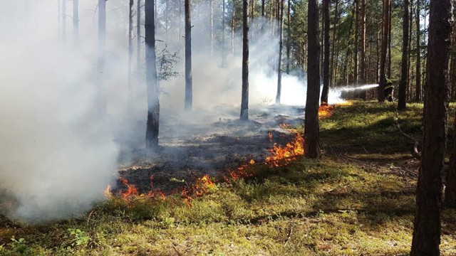 Podpalacz lasów z gminy Brzeziny usłyszał zarzuty. Grozi mu do pięciu lat więzienia