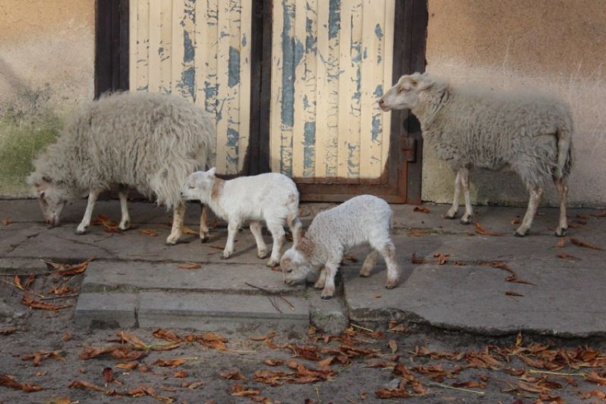 owce bretońskie