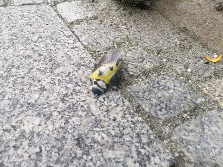 Martwe sikorki w Głogowie. Co się stało z ptakami?